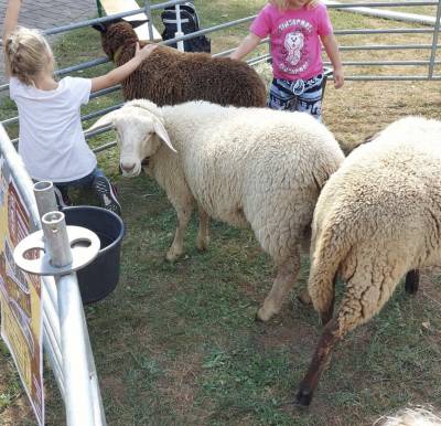 Die Ftterungsversuche blieben nach 3 Stunden eher erfolglos, da die Tier ziemlich satt waren.