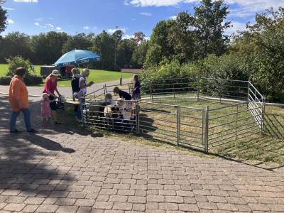 Nach dem Umzug nher ans Stadion kamen gleich viele Kinder, um die Schafe zu streicheln.