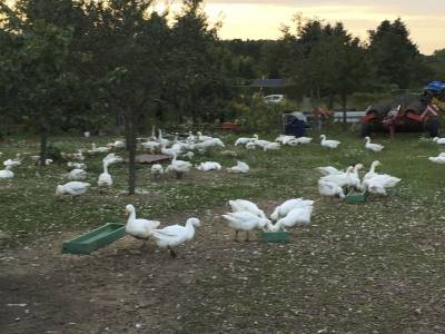 Die Gnse werden frs Weihnachtsgeschft gezchtet.