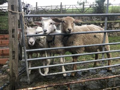 Die regennassen Jungtiere erweckten groes Interesse.